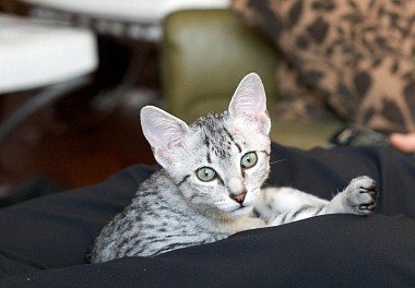 Egyptian Mau