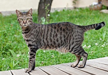 Egyptian Mau