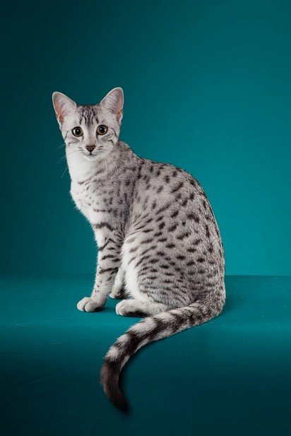 Egyptian Mau