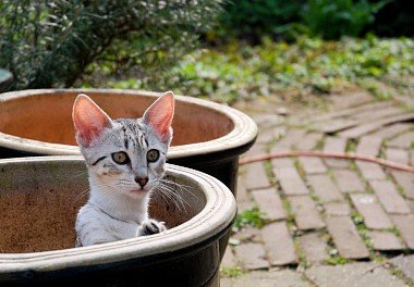 Egyptian Mau