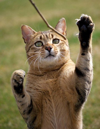 Egyptian Mau playing with a stick