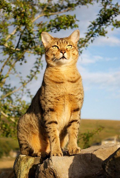 Egyptian Mau bronze-colored