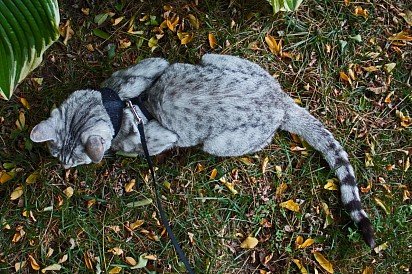 Egyptian Mau on leash