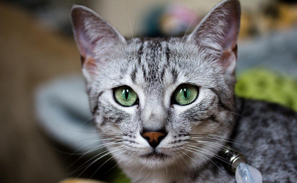 Egyptian Mau's Muzzle