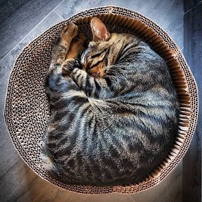 Egyptian Mau