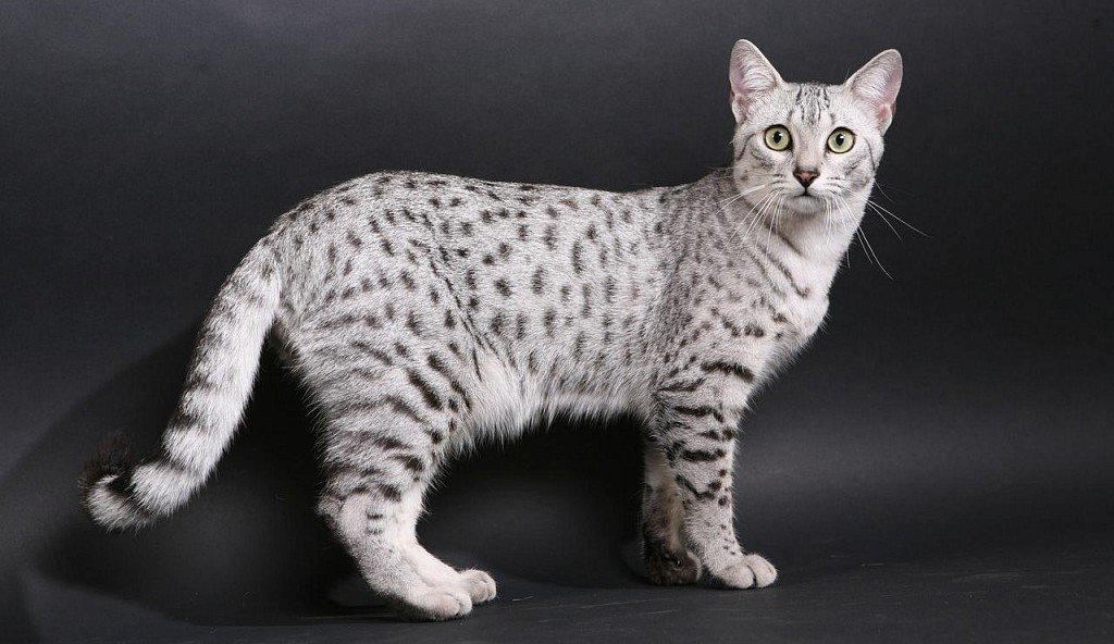 Silver-colored Egyptian Mau