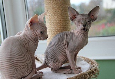 Canadian Sphynx