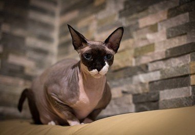 Canadian Sphynx