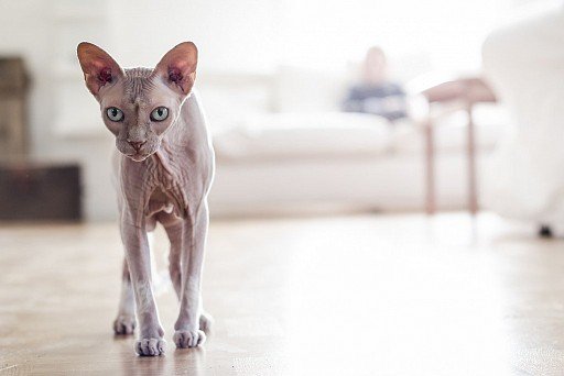 Canadian Sphynx