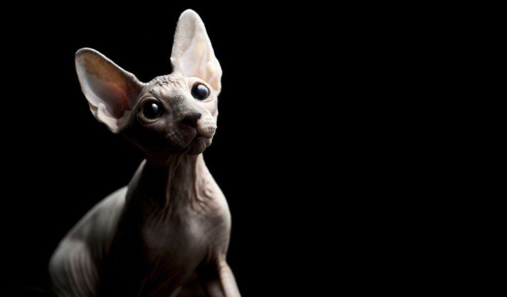 Canadian Sphynx