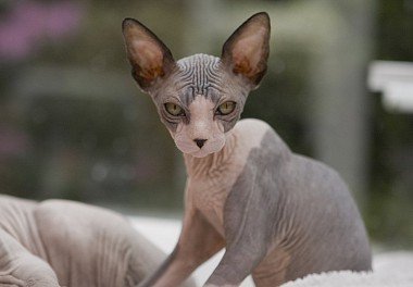 Canadian Sphynx