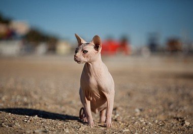 Canadian Sphynx