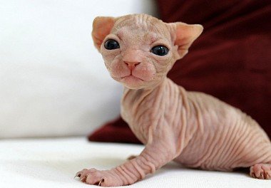 Canadian Sphynx