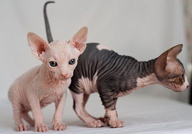 Canadian Sphynx