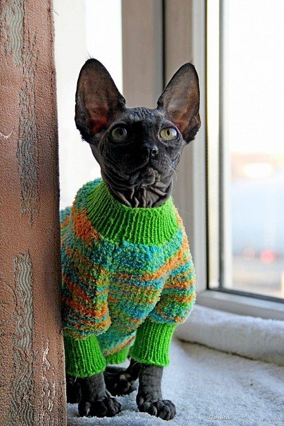 Canadian Sphynx in Sweater