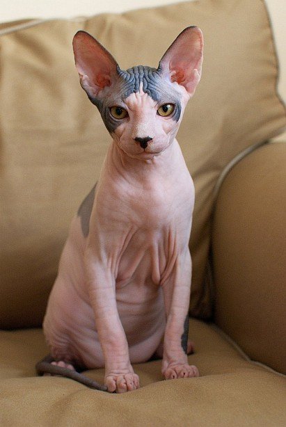 Canadian Sphynx