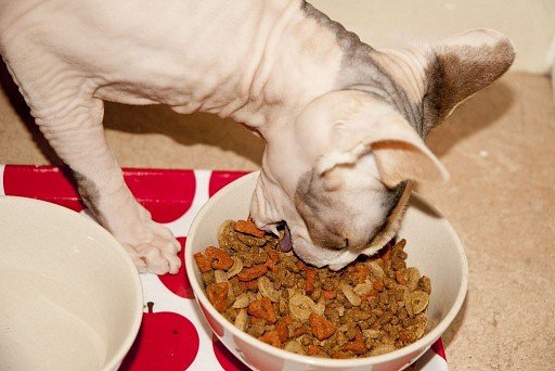 Canadian sphinx at a meal