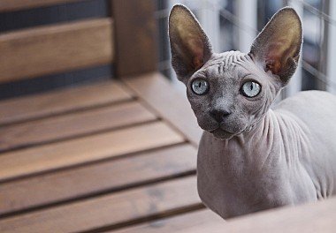 Canadian Sphynx