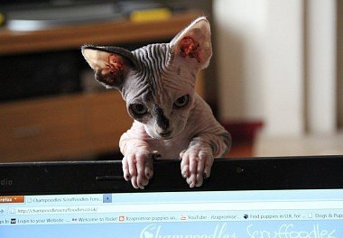 Canadian Sphynx