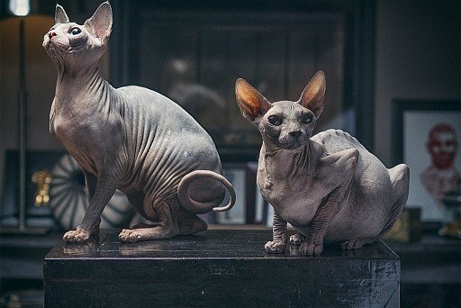 Canadian Sphynx