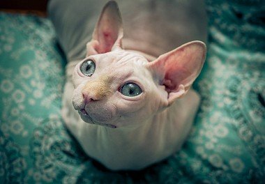 Canadian Sphynx