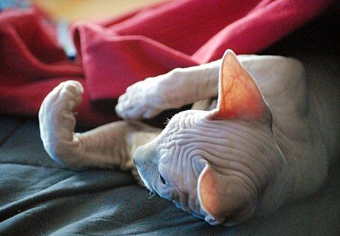 Canadian Sphynx