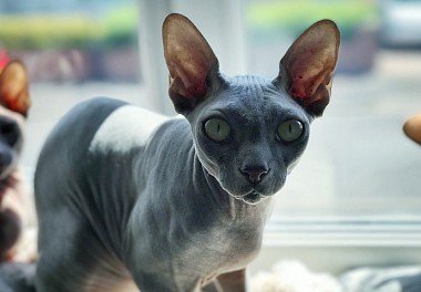 Canadian Sphynx