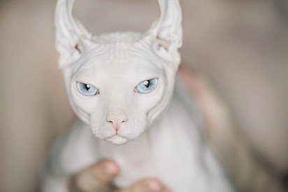 White Canadian Sphynx