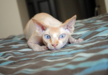 Canadian Sphynx