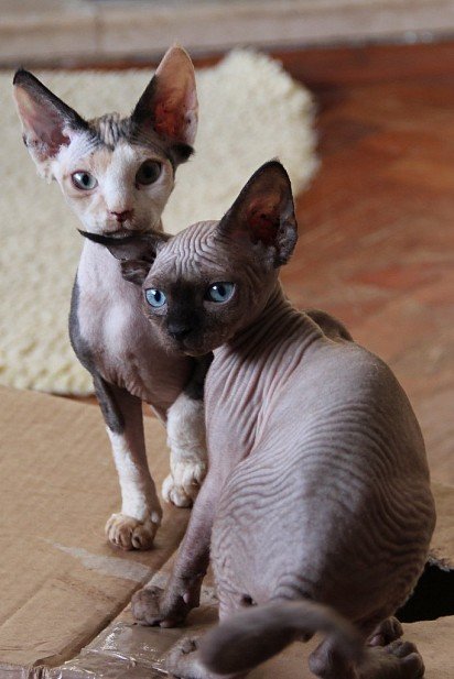 Sphynx Kittens