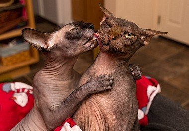 Canadian Sphynx