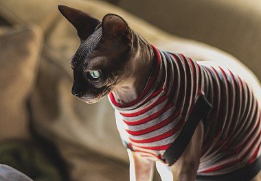 Canadian Sphynx