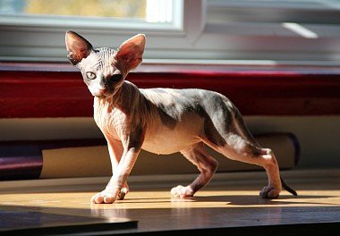 Canadian Sphynx