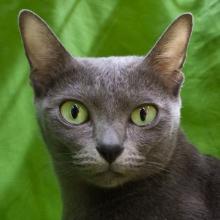 Korat cat