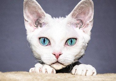 Cornish Rex