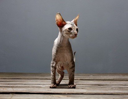 Cornish Rex kitten