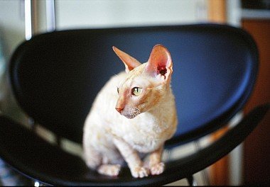 Cornish Rex