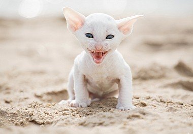 Cornish Rex