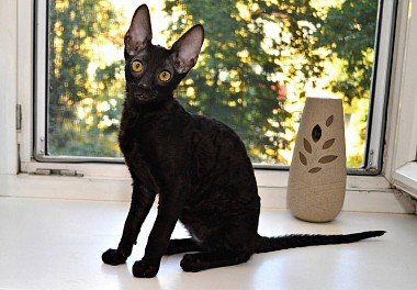 Cornish Rex