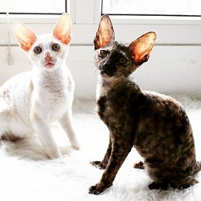 Cornish Rex