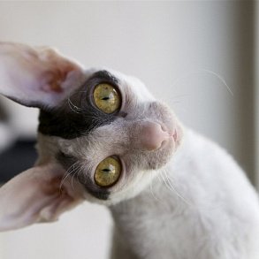 Cornish Rex