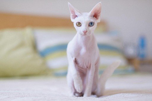 Cornish Rex