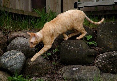 Cornish Rex