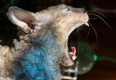 Cornish Rex