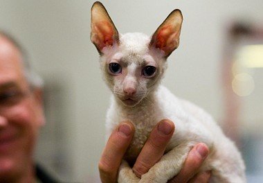 Cornish Rex