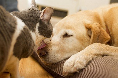 Cornish Rex with dog