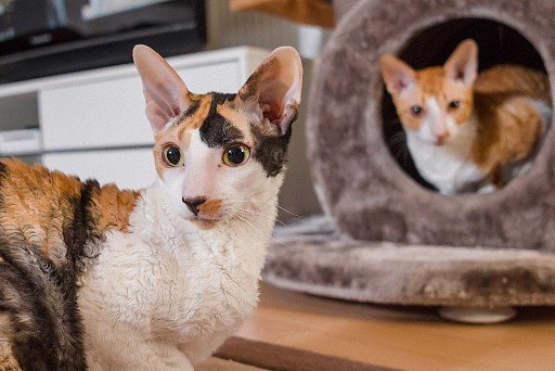 Cornish Rex