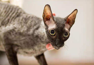 Cornish Rex