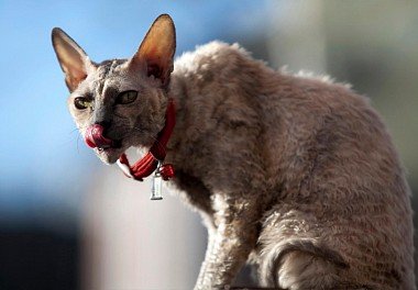 Cornish Rex