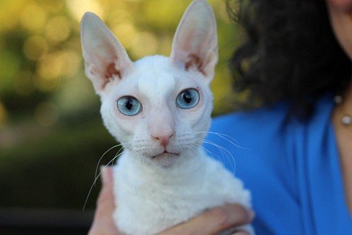 Cornish Rex with blue eyes